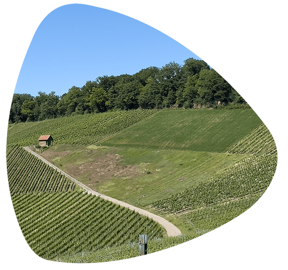 Brachliegender Weinberg