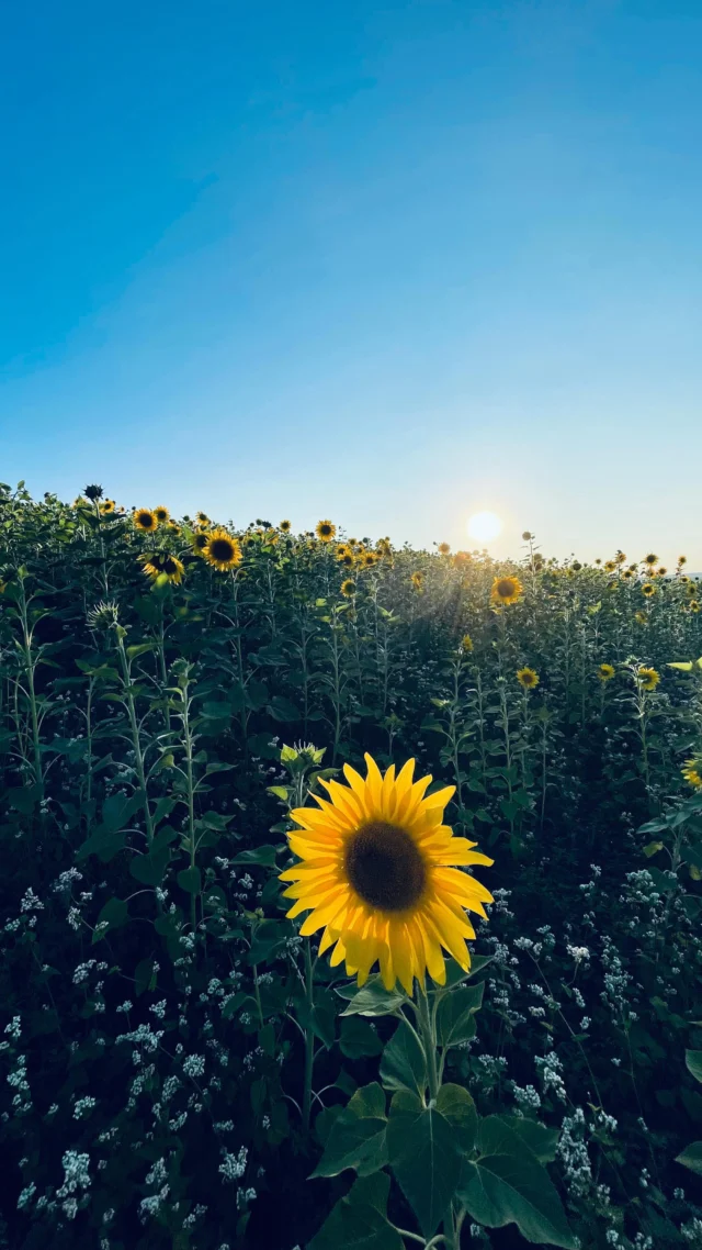 Brache:

30–40 Jahre, wenn nicht sogar länger, steht ein Weinberg.
Nach dem Roden der Rebstöcke lassen wir den Platz zwei bis drei Jahre Brache liegen. Das heißt, wir säen eine Flowerpower Begrünung ein, so mit viel Blumis und Leguminosen für alles was summt und brummt, keucht und fleucht und vielleicht auch weil es gut aussieht. 😉

Bleibt die Frage nach dem warum?
- Verbesserung der Bodenfruchtbarkeit
- Verbesserung des Bodengefüges
- Förderung der Biodiversität

Dieses Jahr ist unsere Begrünung zwar etwas Sonnenblumen-lastig, sieht dafür aber auch dolle aus!😉

#brache #sonnenblumen #biodiversity #biodiversität #organicwinesforfuture #derfeineunterschied