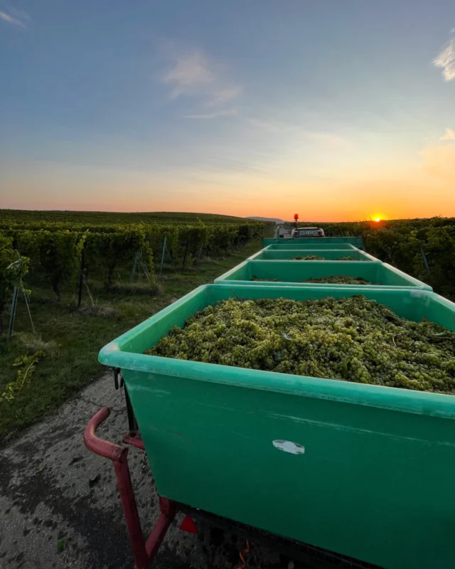 Endlich Herbst!

Seit gut zwei Wochen sind wir mit der Traubenlese beschäftigt, mehr als die Hälfte haben wir auch schon geschafft. Die Burgunder Sorten und ein Großteil unserer Rieslinge haben wir bereits geerntet.

Die Qualität und Erträge sind gut, mal abgesehen von den vom Frühjahrsfrost betroffenen Weinbergen, da sieht es eher mau aus.
Diese Woche widmen wir uns hauptsächlich den Rotweinen Trollinger, Lemberger und Merlot wollen gelesen werden, also weiter Vollgas!

 #ernte #2024 #organicwinesforfuture #derfeineunterschied #schönstejahreszeit