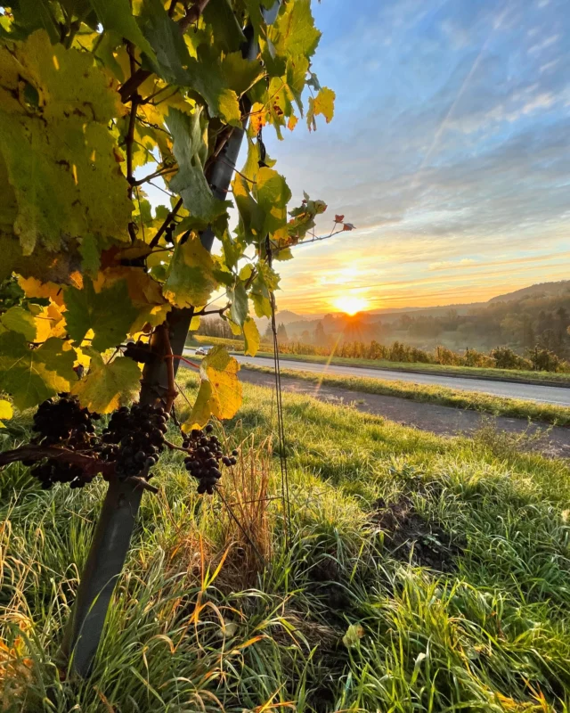 Kleines Finale

Mit kleinem Lese-Team haben wir knapp zwei Wochen nach der Hauptlese unsere Cabernet Cubin geerntet. Jetzt ist endlich alles im Keller und wir können einen dicken Haken an den Jahrgang 2024 machen.✅

Die Cabernets bleiben jetzt für ca. 4 Wochen auf der Maische, bevor es für gut zwei Jahre ins Barrriquefass geht. Es dauert also noch etwas bis zum ersten Probierschluck. 😉

#cabernetcubin #rotwein #barrique #derfeineunterschied