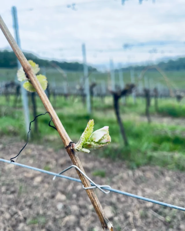 Der Austrieb ist in vollem Gange, Startschuss für den Jahrgang 2025 !

Während die Riesling Reben auf Bild 1+2 noch etwas zögerlich sind, geben unsere 3-Jährige. Lemberger Bild 3+4 richtig Gas.

Der Weinberg ruft!

#2025 #austrieb #riesling #lemberger #ecovin #biowein #derfeineunterschied