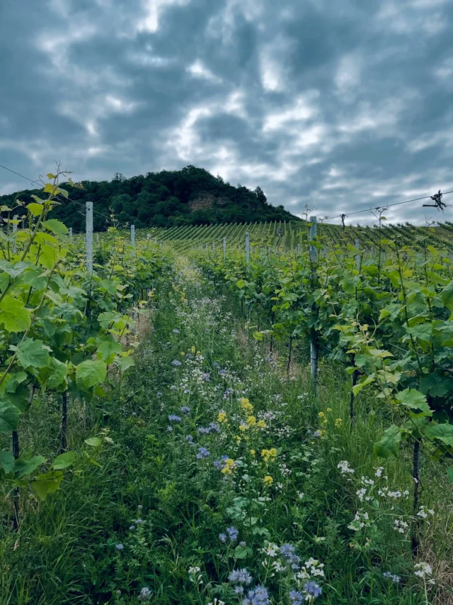 Es blüht im Weinberg!

Überall in unseren Weinbergen blüht es zurzeit.
(Bild 1 + 2)
unsere eingesäten Blühmischung wachsen hervorragen, nicht zuletzt wegen der dringend benötigen Niederschläge. Eine Oase für Biene 🐝 Hummeln und viele weitere Nützlinge.

(Bild 3)
Zeitgleich ist die Rebenblüte im vollen Gange.
Man sagt von der Blüte an, bis zur Ernte sind es noch 100 Tage. 🍇

(Bild 4)
Auf unseren Brachplätzen blüht gerade der Steinklee und vereinzelt lila Malven, auch hier ein wahres Blütenmeer und traumhaft anzusehen.

#biodiversitätfördern #ecovin #flowerpower #derfeineunterschied #biowein #bienenfreundlich