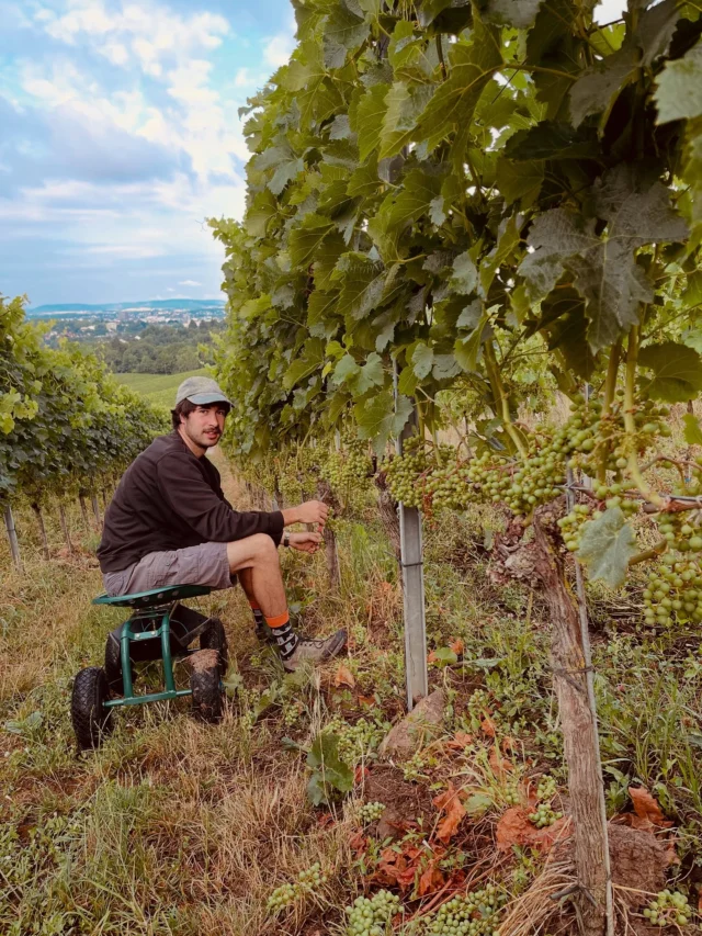 Der letze Feinschliff vor der Ernte.

In gut acht Wochen werden wir mit der Ernte beginnen, Zeit für den letzten Feinschliff unserer Weinberge.

Aktuell dünnen wir den Ertrag aus für unsere 
3-Stern Rotweine.
Das heißt wir halbieren die Trauben in der Länge, da die Spitzen oft etwas schlechter versorgt sind.
Zudem verbessern wir das Blatt-Frucht-Verhältnis und somit die Versorgung der an Stock verbleibenden Trauben.

#Jahrgang2025 #rotwein #derfeineunterschied #ausdünnen #feinschliff #ecovin #organic