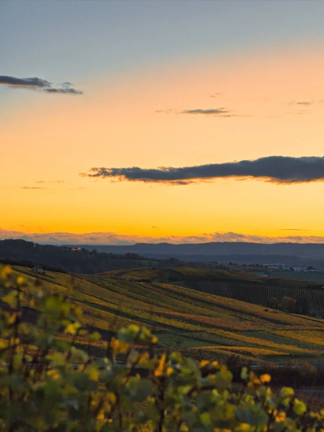 Leuchtender Herbst 🍂 

Goldene Reben, leuchtendes Laub und diese besondere Ruhe, die es nur im Herbst Weinberg hat.

Ein Spaziergang durch die Reben ist jetzt wie ein kleiner Urlaub für die Seele.

So, der kleine Poet wollte euch eigentlich nur sagen, wie schön es da draußen im Moment ist.😉
 
Fotos: @a.live.photography 

#herbst #herbstblätter #weinberge #derfeineunterschied #bunt