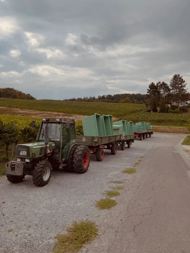 26.08.-23.09 Ernte 2026

Vier Wochen Ernte sind vorbei. Mit Muskat-Trollinger haben wir die letzten Trauben von Hand gelesen.
Ein relativ entspannter Herbst, mit durchweg gesunden, leckeren Trauben.
Die Mengen sind überschaubar, 2026 ist klein aber oho!
Wie immer gilt unser großer Dank allen Helfern, die diesen Jahrgang möglich gemacht haben.

Danke! Mulţumesc! Teşekkürler! Grazie!